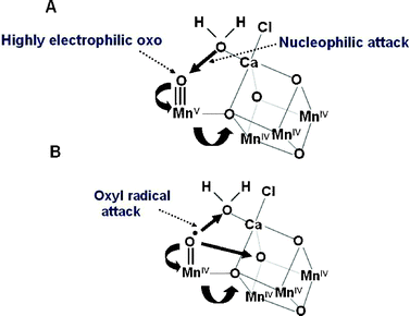 Two different mechanisms for the final step of the S-state cycle when the dioxygen bond of O2 is formed. (A) Mechanism 1. The very high oxidation state of the Mn-cluster, particularly the Mn ion outside the Mn3CaO4-cubane, leads to a highly electron deficient oxo (after deprotonation of water molecules during the S-state cycle). Nucleophilic attack by the hydroxide of the second substrate water within the coordination sphere of Ca2+ leads to O2 formation. (B) Mechanism 2. The formation of a oxyl radical after deprotonation of the substrate water molecule ligated to the Mn outside the cubane leads to a radical attack of an oxo-ligand within the Mn3CaO4-cubane.