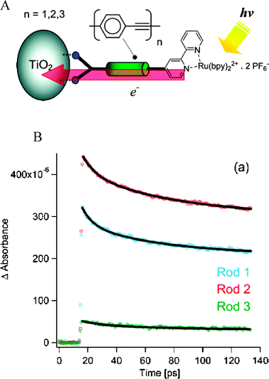 (A) A diagram of a rigid-rod, Ru(bpy)32+-based sensitizer bound to a TiO2 nanocrystallite. (B) Time-resolved, single-wavelength absorption difference spectra of these TiO2-bound sensitizers containing rods of oligo(phenyleneethynylene) linkers (n = 1, 2, 3). Although the injection yields were not distance-dependent, the rates were inversely related to n. Taken from cover artwork and Fig. 3A, respectively, of ref. 278.