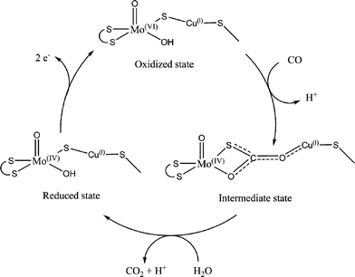 Proposed catalytic pathway for aerobic CO dehydrogenase.