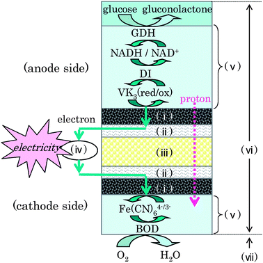 Reaction scheme of the biofuel cell. (i) Carbon-fiber electrode, (ii) Ti-mesh collector, (iii) cellophane separator, (iv) external circuit, (v) enzyme/mediator immobilized layer, (vi) electrolyte solution including the phosphate buffer, (vii) air.