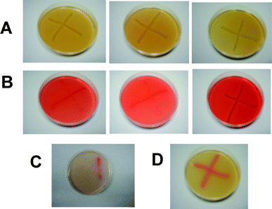 Results from the pararosaniline indicator plate assay on E. coli containing various plasmid constructs. (A) Negative control plates with non-ethanogenic pPSBAIIKS. (B) Plates with isolated colonies expressing the pdc/adh cassette within pMota. (C) Positive control plate with pLOI295. (D) pMota plate.