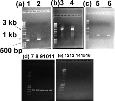 PCR assay results showing isolation of completely segregated transformants of WT[r] and WT[OH].