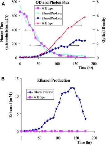 (A) Effect of cell density (optical density = OD730) on photon flux through the photobioreactor. (B) Ethanol concentration vs. time (hour). The results are the average of three individual experimental runs.