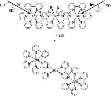 Photoinitiated electron collection at the Rh center of the supramolecular complex [{(bpy)2Ru(dpp)}2RhBr2]5+ (bpy = 2,2′-bipyridine, and dpp = 2,3-bis(2-pyridyl)pyrazine) forming the two electron reduced [{(bpy)2Ru(dpp)}2RhI]5+ through halide loss in the presence of an electron donor (ED).