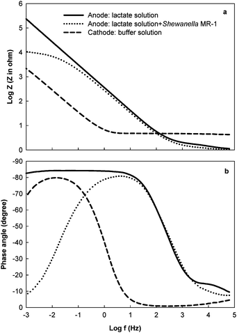 The impedance of the anode in the absence and presence of Shewanella oneidensisMR-1 in a two-chamber MFC, and the cathode with Pt catalyst: (a) impedance modulus; (b) phase angle.17