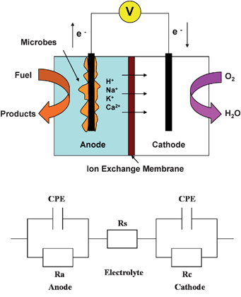 The schematic of a MFC and its equivalent circuit: Rs – solution resistance (ohmic resistance), Ra – anodic polarization resistance, Rc – cathodic polarization resistance and CPE – constant phase element.