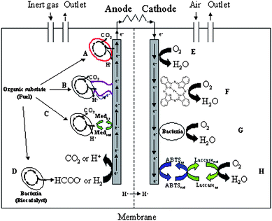 Principle of a Microbial Fuel Cell. Left: Possible mechanisms for bacterium/anode electron transfer. (A) Direct contact through outer-membrane cytochrome; (B)Electron transfer through “nanowires” or pili (a few µm long fibrous protein structures); (C) Through redox mediators (either artificial or self-produced); (D) Direct oxidation of excreted catabolites (e.g. formate, H2, etc.). Right: Paths for the reduction of oxygen into water at the cathode. (E) Direct reduction of oxygen to water, usually at a platinum electrode; (F) Through catalysis at an electrode modified by e.g. transition metal complex catalysts; (G) Through microbial catalysis; (H) Through enzymatic catalysis with an oxygenase, assisted by a redox mediator. In this study laccase from T. versicolor and ABTS (2,2′-azino-bis(3-ethylbenzo-thiazoline-6-sulfonic acid) diammonium salt.