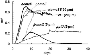 Current–time records of current generation by WT G. sulfurreducens and deletion mutants during biofilm growth on graphite anodes. Self-determined thickness of each indicated where determined.