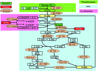 The synthetic metabolic pathway for complete conversion of glucan and water to hydrogen and carbon dioxide. PPP, pentose phosphate pathway taken from ref. 26. The enzymes are: #1 GNP, glucan phosphorylase; #2 PGM, phosphoglucomutase; #3 G6PDH, G-6-P dehydrogenase; #4 6PGDH, 6-phosphogluconate dehydrogenase; #5 R5PI, phosphoribose isomerase; #6 Ru5PE, ribulose 5-phosphate epimerase; #7 TKL, transketolase; #8 TAL, transaldolase; #9 TPI, triose phosphate isomerase; #10 ALD, aldolase; #11 FBP, fructose-1,6-bisphosphatase; #12 PGI, phosphoglucose isomerase; and #13 H2ase, hydrogenase. The metabolites and chemicals are: g1p, glucose-1-phosphate; g6p, glucose-6-phosphate; 6pg, 6-phosphogluconate; ru5p, ribulose-5-phosphate; x5p, xylulose-5-phosphate; r5p, ribose-5-phosphate; s7p, sedoheptulose-7-phosphate; g3p, glyceraldehyde-3-phosphate; e4p, erythrose-4-phosphate; dhap, dihydroxacetone phosphate; fdp, fructose-1,6-diphosphate; f6p, fructose-6-phosphate; and Pi, inorganic phosphate.