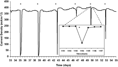 Sustainable current generation by T. ferriacetica in a thermophilic MFC 33 days after initial inoculation. Each star represents an exchange of the medium. This level of current could be maintained for over 3 months. Inset shows time it took in hours to reestablish maximum current after a medium exchange.