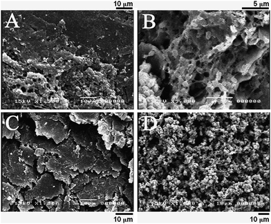 
            Scanning electron microscopy images of T. ferriacetica on the anode of an MFC sacrificed at three months [(A), 1500×; (B), 5000×], an uninoculated graphite block [(C), 1500×], and a MFC sacrificed at 6 months [(D), 1000×]. Size bars: (A), 10 µm; (B), 5 µm; (C), 10 µm; (D), 10 µm.
