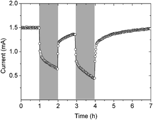 Response of current to light and dark cycling (the grey bars indicate dark conditions).