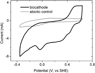 CV analysis of the biocathode and abiotic control electrode.