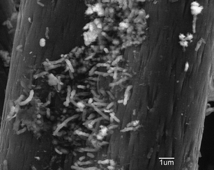 
            Scanning electron micrographs of the carbon fibers obtained from the biocathode.