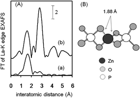 (A) FT of k3-weighted Zn K-edge EXAFS for (a) ZnHAP and (b) ZnO. (B) Proposed surface structure around Zn2+ in the ZnHAP. The nearest oxygen and phosphorus atoms are shown.