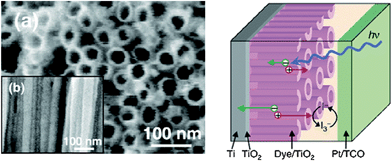 Along with enhanced conductivity, arrays of titania NTs with typical intertube spacings of 8–10 nm and pore diameters of about 30 nm show enhanced light-harvesting efficiencies owing to stronger internal light-scattering effects. (Reproduced from ref. 32, with permission).