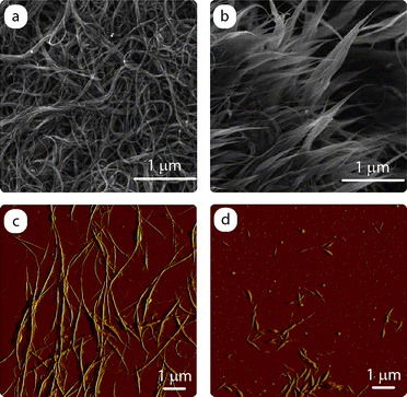 
            Microscopy analysis comparing purified SWCNTs to open-ended “cut nanotubes”. The SEM images for (a) purified SWCNTs and (b) cut species demonstrate the presence of nanotube tips that are exposed after oxidative ultrasonication conditions. The corresponding atomic force micrographs for the (c) purified SWCNTs and (d) cut species show the reduction in lengths that is kinetically controlled from ∼5 µm to ∼500 nm, respectively.