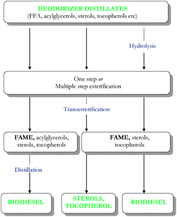 Production of biodiesel, sterols and tocopherols from deodorizer distillates.