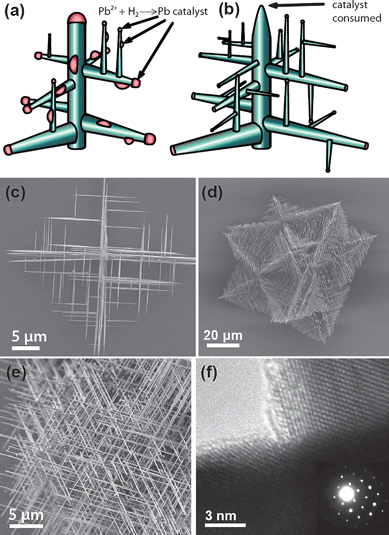 Hyperbranching nanowires through continuous in situcatalyst generation. Nanowires grow randomly with one generation growing epitaxially from previous generations (a), until a dense hyperbranched nanowire network is produced (b). This can be seen in nanowires of the cubic PbS and PbSe system (c, d, e) where lead metal self-catalyzes the nanowire growth.29Transmission electron microscopy (f) shows that the branches remain epitaxial. Images reproduced with permission ACS.
