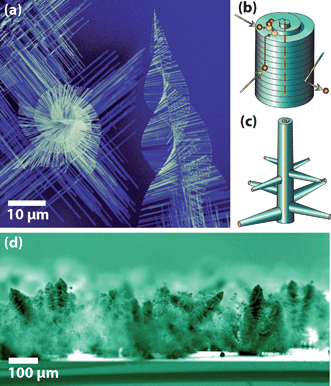 “Pine tree” nanowires of PbS (a) due to the combination of two nanowire growth mechanisms. Screw dislocation driven nanowire growth of the trunk nanowire (b) combined with branch VLS driven growth (c) combine to produce this morphology. Upright PbS pine tree nanowire forests grow on silicon substrates (d).28 Images reproduced with permission AAAS.
