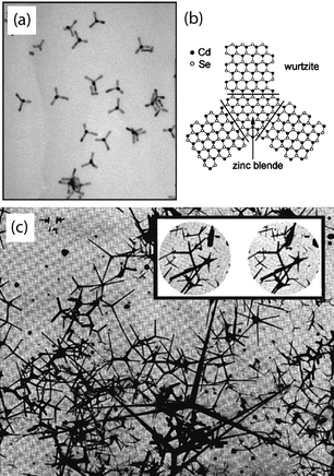 Tetrapods of CdSe52 (a) and the formation mechanism of these and other tetrapods50 (b) with zinc-blende/wurtzite polymorphs. Electron micrographs (c) of the original ZnO tetrapods,54 called “fourlings.” Magnification is 40 k×. Inset magnification is 3500×.53 Images reproduced with permission ACS and AIP.