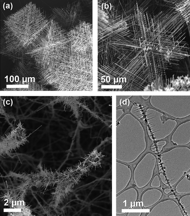 Branching and hyperbranching in transition metal silicides nanowires. Hyperbranched FeSi nanowires synthesized viachemical vapour transport (a,b). FeSi nanowires growing off of a Si nanowire core (c), and the higher manganese silicides branching nanowires (d).