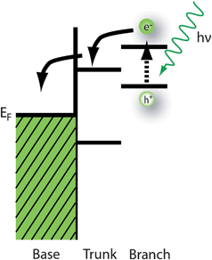 Branched nanowire heterostructures with well controlled electronic structures can improve solar energy harvesting. A narrow bandgap absorber that is matched to the solar spectrum is attached to a wide bandgap transport material like TiO2 to efficiently transport photocarriers to the collector base.