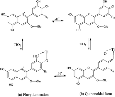 Equilibrium between flavylium and quinonoidal form in cyanidine-3-glucoside in solution and in presence of TiO2. Upon adsorption onto TiO2 the equilibrium between the forms is believed to shift towards the quinonoidal form, consistent with the purple coloration of the electrodes.