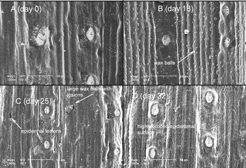 Time course for development of epicuticular damage symptoms in Pinus ponderosa. Images are of the abaxial surface from different needles sampled from the same individual. Samples were collected from the moderate treatment chamber and images are at 1000× magnification. Panels (A)–(D): days 0, 18, 25, and 32.