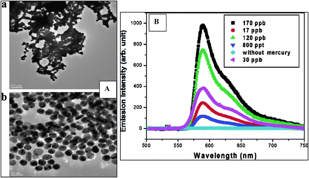 
            A: TEM of Au NPs in the presence and absence of 130 ppm Hg(II). B: Changes in the fluorescence spectra of Rhodamine B adsorbed onto Au NPs with different concentrations of Hg(II) (from reference 45 with permission from the American Chemical Society).