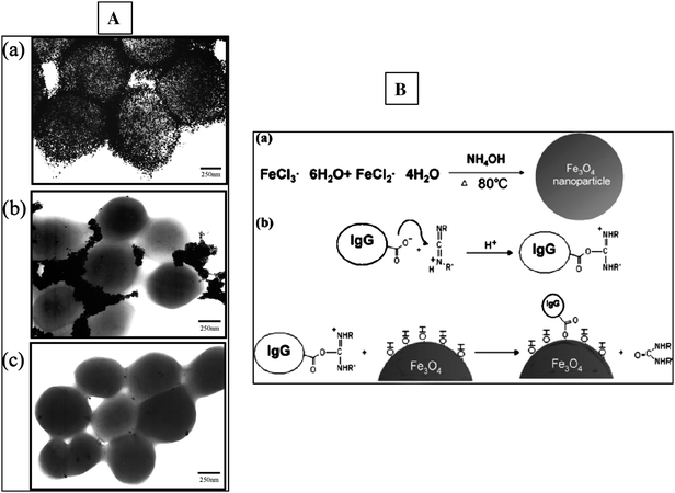 A: TEM images of S. Saprophyticus in the presence of IgG modified (a), bare (b) and BSA (c) Au–NPs. B: synthetic procedure used to immobilize IgG onto Fe3O4 magnetic NPs (from reference 154 with permission from the American Chemical Society).