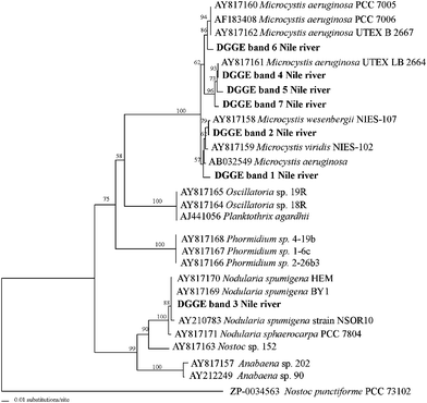 Phylogenetic affiliations of AMT gene DGGE-band sequences from hepatotoxic cyanobacteria present in the Nile river water samples collected from three sampling different sites during summer and winter. The tree was inferred using neighbor-joining distance algorithm with the Kimura 2P model correction. Sequences from this study are in bold. Bootstrap values >50 are shown.