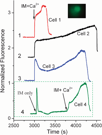 Different patterns of [Ca2+]i flux from different cells stimulated by the same concentration of IM (10 μg mL−1). Curves 1–3, different [Ca2+]i patterns elicited by IM solutions containing 50 μM CaCl2 which were introduced at 2998 s separately to three different cells. The fluorescence image in the inset shows the occasion when the intracellularFluo-4-Ca2+ complexes were released into the extracellular solution due to the disintegration of the cell membrane. In Curve 4 of another inset, cell 4 was treated with a 10 μg mL−1IM solution without 50 μM of CaCl2 at 3050 s, and then with another 10 μg mL−1IM solution containing 50 μM of CaCl2 at 3786 s. The fluorescence intensities have been normalized and vertically offset for comparison.