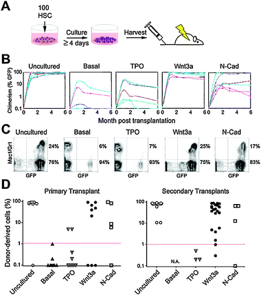 Transplantation experiments reveal in vitro self-renewal divisions of single Wnt3a- and N-Cad-exposed HSCs. (A) Bulk transplantation assay to assess stem cell function after culture. 100 freshly isolated GFP+HSCs were cultured for 4–7 days in TPO, Wnt3a, N-Cad or basal medium only (Basal) and all progeny transplanted into lethally irradiated CD45-congenic C57Bl6 recipient mice (1 well per recipient mouse, n = 10 animals per condition). (B) Peripheral blood chimerism in individual recipients as a function of time. Data points represent individual mice repopulated from 3 separate experiments. (C) Representative examples of peripheral blood FACS analyses for all conditions. A quantification of the normalized percentages of myeloid and lymphoid compartments is shown in Supplementary Fig. S2. (D) Peripheral blood (PB) chimerism in primary and secondary transplants 24 weeks post-transplant for uncultured HSCs or the progeny of cultured cells in presence of TPO, Wnt3a, N-Cad or basal medium.