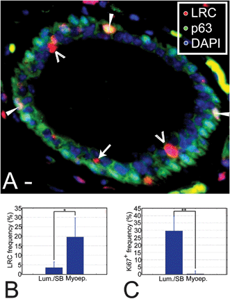 LRC are a heterogeneous population. (A) Section through a mammary duct where LRC and myoepithelial cells have been labeled using fluorescent markers. The image was background-corrected to improve visualization. Open arrowheads indicate the position of luminal LRC, an arrow points at a suprabasal LRC and white arrowheads show the location of myoepithelial LRC. Saturated green areas in the stroma correspond to non-specific staining. They can be identified by their yellow, flat appearance and non-nuclear localization versus the punctate nuclear pattern of staining in true P63+ cells. Scale bar, 10 μm. (B) LRC frequencies in the luminal and the myoepithelial compartment show that LRC are more abundant among myoepithelial cells (* P = 0.027), possibly reflecting early differentiation of these cells. The number of cells counted was 25 317 and 2975 for the luminal and myoepithelial compartments, respectively, in n = 4 animals. (C) At mid-pregnancy, proliferating cells are 59-fold more abundant in the luminal layer than in the myoepithelial layer (** P = 0.0065). The number of cells counted was 10 567 and 6902 for luminal and myoepithelial compartments, respectively, in n = 4 animals.