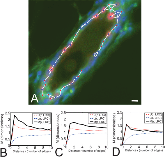 Monte Carlo simulations demonstrate that LRC form small clusters in larger ducts. (A) Medium-sized duct where LRC (green nuclei) form small clusters. The duct was also stained for PR (red nuclei) and counterstained with DAPI (blue). The graph connecting neighbor cells used to evaluate the M-function (see Materials and Methods) is overlaid. Scale bar, 10 μm. (B–D) M-Function analyses for LRC in LD, MD and SD (respectively) reveal significant clustering in LD and MD. M indicates the degree of LRC clustering observed in tissue samples, while U and L show the upper and lower limits for the range of clustering values obtained from simulations of random LRC distributions. M values above U indicate that the degree of clustering of LRC observed in situ cannot be recapitulated in random simulations. Therefore LRC are significantly clustered in LD and MD. In SD, M values remain within the range obtained in simulations (U and L), indicating that the pattern of LRC distribution is likely to be random in smaller ducts. The number of cells analyzed was n = 127, 295 and 18 for LD, MD and SD, respectively.