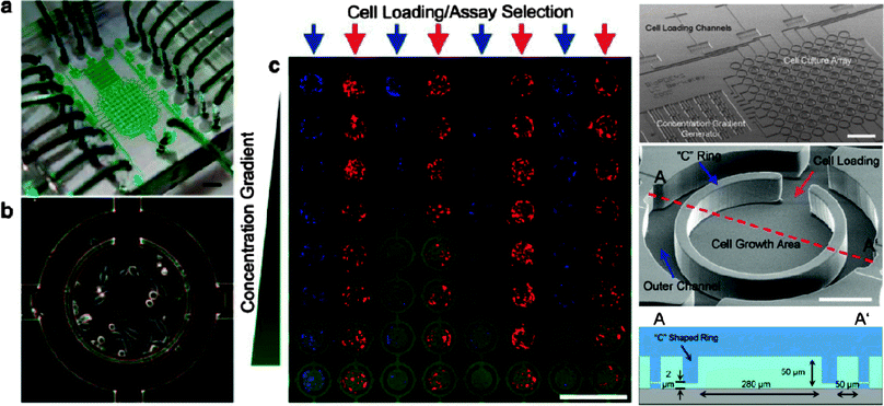 
            Microbioreactor array. (a) Image of the microbioreactor array device, filled with green dye for visualization of the flow channels. The device contains 64 individually addressable reactors (b). The device was used to screen cell growth at eight different concentrations of serum (c). (adapted with permission from ref. 42).