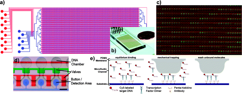 
            MITOMI device. (a) Schematic and (b) photo of the MITOMI device. The flow layer is shown in blue, the control layer is denoted in red. The device contains 2400 unit cells (d) and is controlled by 7233 valves. Each unit cell is programmed by aligning the device to a spotted microarray (c); DNA spots of varying sequence and concentration (green) are aligned to the microfluidic device, whose outlines are visible in red. (e) A novel detection mechanism based on the mechanically induced trapping of molecular interactions (MITOMI). MITOMI allows for thousands of parallel high-precision interaction measurements to be performed on a single device. ((a,d,e) adapted with permission from ref. 55).