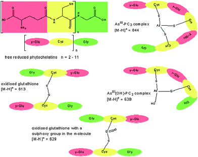 General structure of free reduced phytochelatins and their two arsenite complexes AsIII(OH)-PC2 and AsIII-PC3. The synthesised sulfur-standard contained the two forms of oxidised GSH shown in this figure.