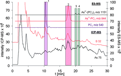 
            Arsenic and sulfur speciation analysis of a T. alata root extract using on-line coupling of RP-HPLC with ES-MS and Aridus-ICP-qMS (spray chamber: 383 K; desolvator: 383 K). The peak 1 represents free reduced PC2. The application of the desolvation system allowed next to detection of the major AsIII-PC complex, AsIII-PC3 (peak 2), also the detection of minor compounds such as the two forms of AsIII-PC2 (peak 3 and 4) could be detected.