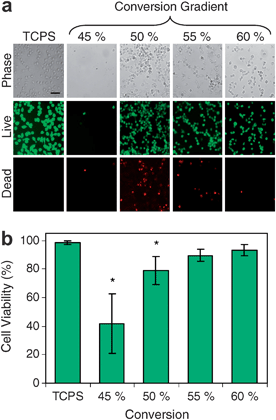 Viability of RAW 264.7 cells cultured for 24 h on conversion gradient substrates. (a) Representative images shown include phase contrast, live cells (calcein AM) and dead cells (ethidium homodimer-1). Scale bar = 50 μm. (b) Quantification of cell viability on TCPS controls and at various locations on whole gradient substrates. Adapted with permission from reference 65.