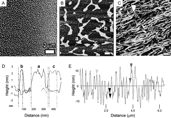 (A and B) AFM images of patch-like patterns formed upon the evaporation of a chloroform solution of 1 on mica. (C) AFM image of fibre-like aggregates that are deposited from an n-hexane solution of 1 onto a mica surface. (D) Cross-section of the dashed lines in (B). (E) Cross-section of the dashed line in (C).