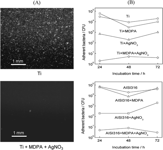 Effect of MDPA and AgNO3 treatment on the adhesion of E. coli: (A) fluorescence microscopy images of unmodified Ti (top) and Ti + MDPA + AgNO3 (bottom) after incubation for 1 h in a culture of E. coli. and for 3 days in a sterile medium; (B) total population of viable adherent bacteria (in CFU per sample) on titanium (top), and stainless steel (bottom) samples after incubation for 1 h in a E. coli culture and for 1, 2 and 3 days in a sterile medium.