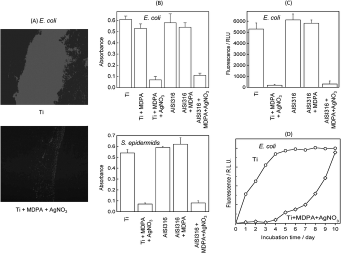 Effect of MDPA and AgNO3 treatment on biofilm growth after incubation for 3 days at 37 °C in E. coli and S. epidermidis cultures: (A) fluorescence microscopy images of E. coli biofilm on unmodified Ti (top) and Ti + MDPA + AgNO3 (bottom); (B) biofilm density on Ti and stainless steel substrates measured by colorimetry for E. coli (top) and S. epidermidis (bottom); (C) E. coli biofilm density on Ti and stainless steel substrates measured by fluorometry; (D) kinetics of E. colibiofilm formation monitored by fluorometry.