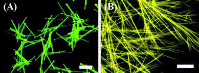 
            PL
            microscopy images of Ir(ppy)3 microrods (A) and nanowires (B) deposited on a glass substrate. Scale bar is 50 µm.