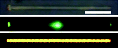 Bright-field image (above), dark-field image (middle) and confocal image (below) of a single Ir(ppy)3 microrod. Scale bar is 20 µm.