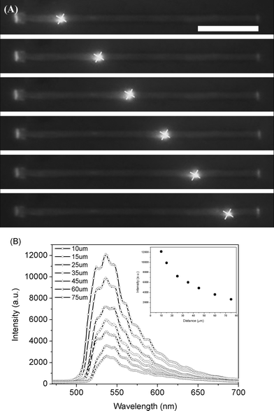 (A) PL images were collected upon excitation of identical microrods at six different positions (indicated by cross frames). Scale bar is 20 µm. (B) Spatially resolved PL spectra of the waveguided emission that is outcoupled at the tip of a single microrod for different separation distances (between the excitation spot and the rod tip). Inset shows peak intensity at maximum versus excitation position for the PL spectra.