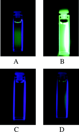 Photographs of solutions containing, in ethyl acetate (1 × 10−4 M) under 400 nm light, DAHBTFO4 (A) as the open ring isomer before UV irradiation and (B) as the photostationary state after UV irradiation, and BTFO4 (C) as the open ring isomer before UV irradiation and (D) as the photostationary state after UV irradiation.