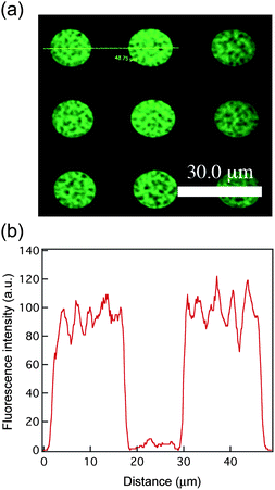 (a) The fluorescence image of mesoporous silica patterns after uptaking Rhodamine 6G dye was obtained by confocal LSM. (b) The line profile displays the dye distribution inside the features.