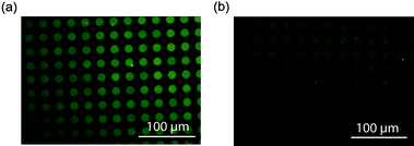 (a) A mesoporous silica pattern prepared from F127 that was soaked for 2 weeks in GNP-14 nm (2.37 nM). (b) Sample prepared from F108 after soaking with GNP-14 nm (2.37 nM) for 2 weeks.